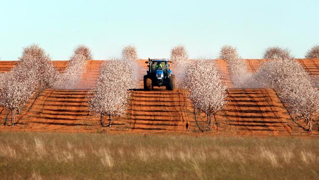 A period of rapid expansion is about to come to an end for Australia’s almond industry, despite soaring global demand.