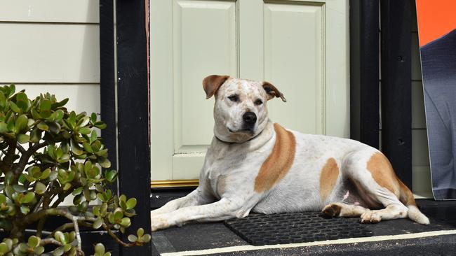 Eungella General Store shop dog, Tully, is a familiar face for Eungella customers. Picture: Heidi Petith