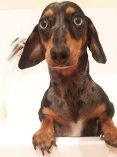 Little Luna is not a fan of baths! Submitted by Kellie Smith.