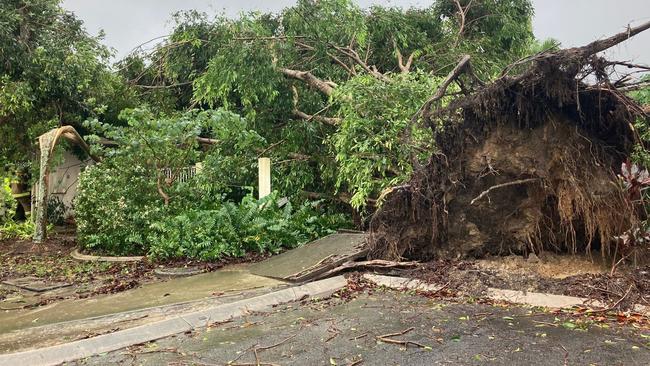 Fallen tree in Smithfield after Cyclone Jasper. Picture: Bronwyn Farr