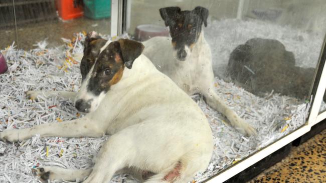 A terrier with a skin issue at Pets Galore Toowoomba. On March 27 2020, staff told The Chronicle that all correct and legal measures have been taken to ensure its health. Picture: The Chronicle