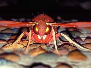 BIG SUPRISE: Jodie Zarebski saw this moth at her Moore Park home after returning home from work. Picture: Contributed