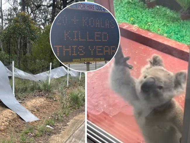 Videos showing increased sightings of distressed and displaced koalas on the backdrop of a growing number of koala deaths on roads has led to major backlash against the Minns government’s lackluster protection measures.