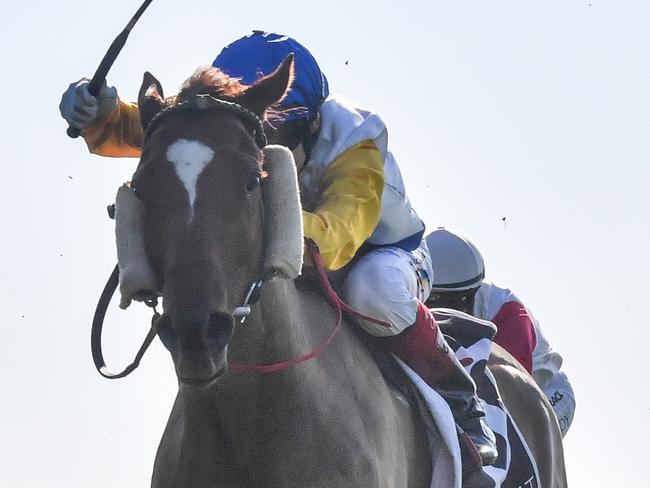 Kiko ridden by Craig Williams wins the Senet Gambling Law Experts Handicap at Sportsbet Sandown Hillside Racecourse on May 08, 2024 in Springvale, Australia. (Photo by Pat Scala/Racing Photos via Getty Images)