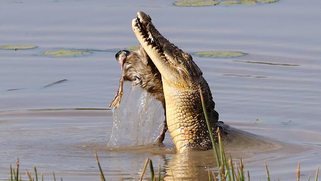 Mr Nyman has witnessed - and captured - plenty of action across the Territory’s outdoors. Picture: Marcus Nyman.