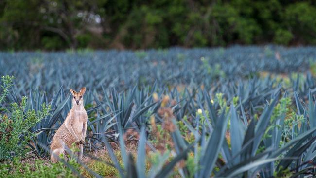 Act of Treason plantation at Bowen, in Queensland. Pictures: Supplied