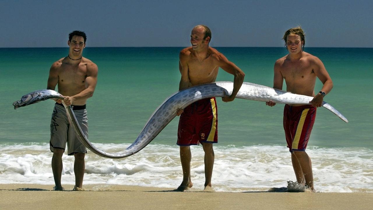 Troy Coward, Andy Mole and Axel Strauss hold a 4m Oarfish found dead approximately 6m offshore at City Beach WA, 2005. Picture: Astrid/Volzke.