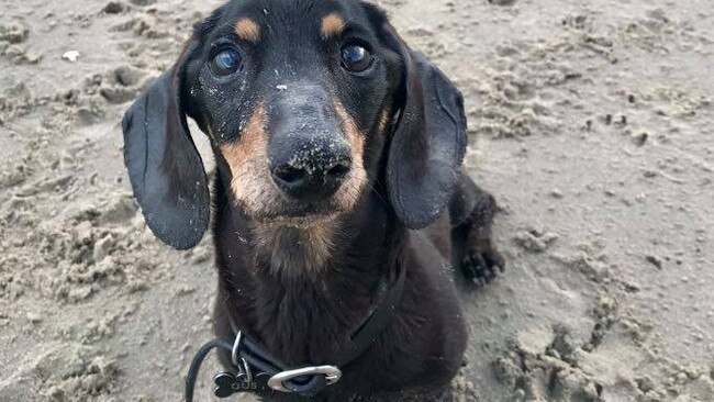 Gus the 12 year old sausage dog needed urgent treatment at a Brisbane vet according to its owners.