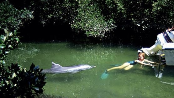 Melody: “I hang onto the ladder of the research boat during one of my first swims with Jock, in one of the magical mangrove channels where we frequently interacted with him.” Picture: Mike Bossley