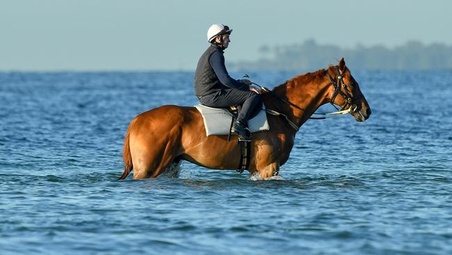 Sean Mooney takes Melbourne Cup contender Finche into the water at Altona Beach last week. Picture: AAP