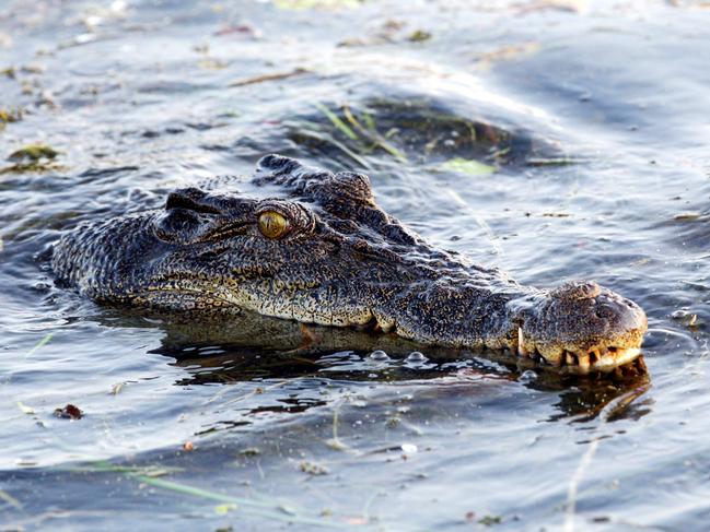 Rapid breeding rate of crocs in NT blamed for attacks on Timorese residents