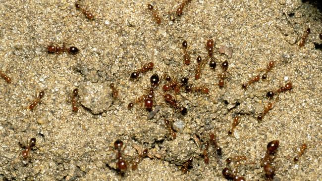 Funds will be allocated to battle invasive species, including the red imported fire ant. Picture: Barry Rice