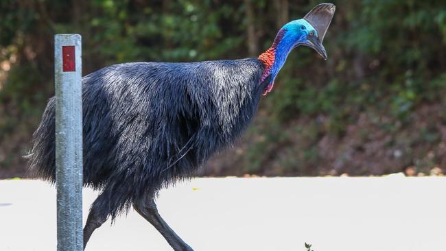 The Cassowary Coast crossing is designed to reduce road strike deaths of the endangered southern cassowary. Picture: PETER CARRUTHERS