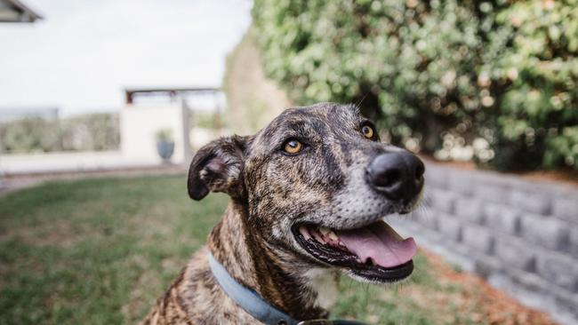 Aurora is a beautiful large, but gentle girl who has been well trained. Aurora is very food orientated and is a happy, easy going loving dog.