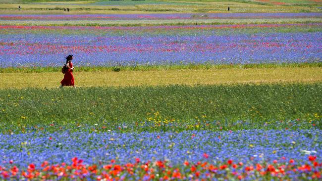 A tourist walks in the middle of blooming fields in Castelluccio, Italy. Picture: AFP