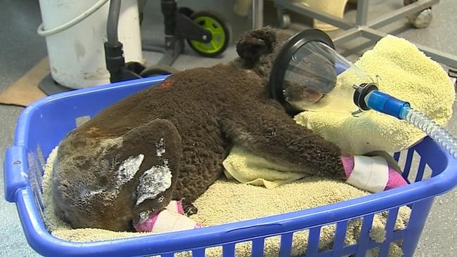 Rescued koala Peter gets some much needed oxygen at the Port Macquarie Koala Hospital. Picture: Supplied