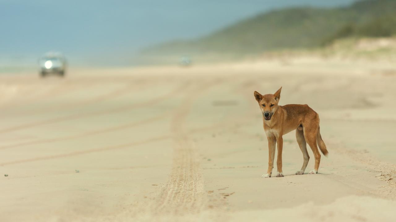Dingoes are not native animals. Picture: Kingfisher Bay Resort