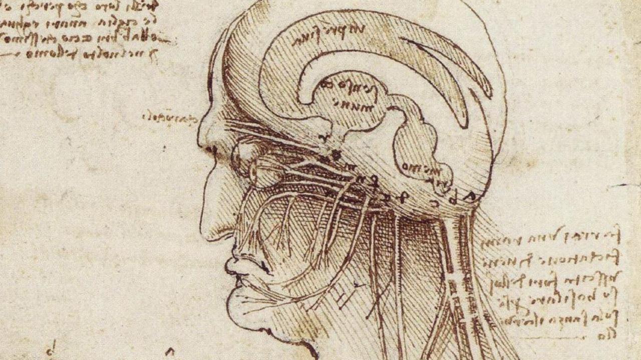 Да винчи телефон ростов. Леонардо да Винчи черепная коробка. Анатомические зарисовки Леонардо Давинчи. Анатомический атлас Леонардо да Винчи. Леонардо да Винчи анатомия.