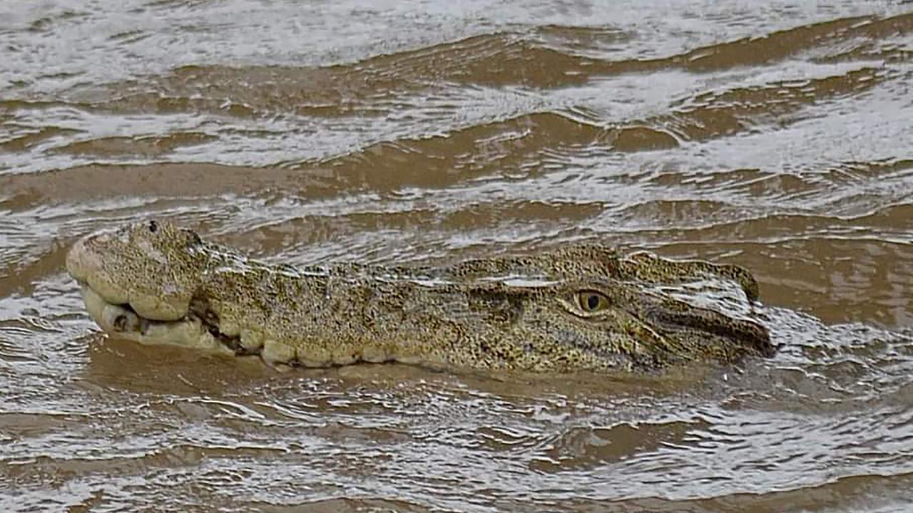 A crocodile in floodwaters in Ingham during a deluge in December 2023. Picture: Jonty Fratus (AFP).