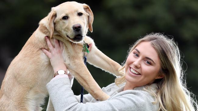 Best dog breeds in Australia: Labrador tops popular list for fifth year ...