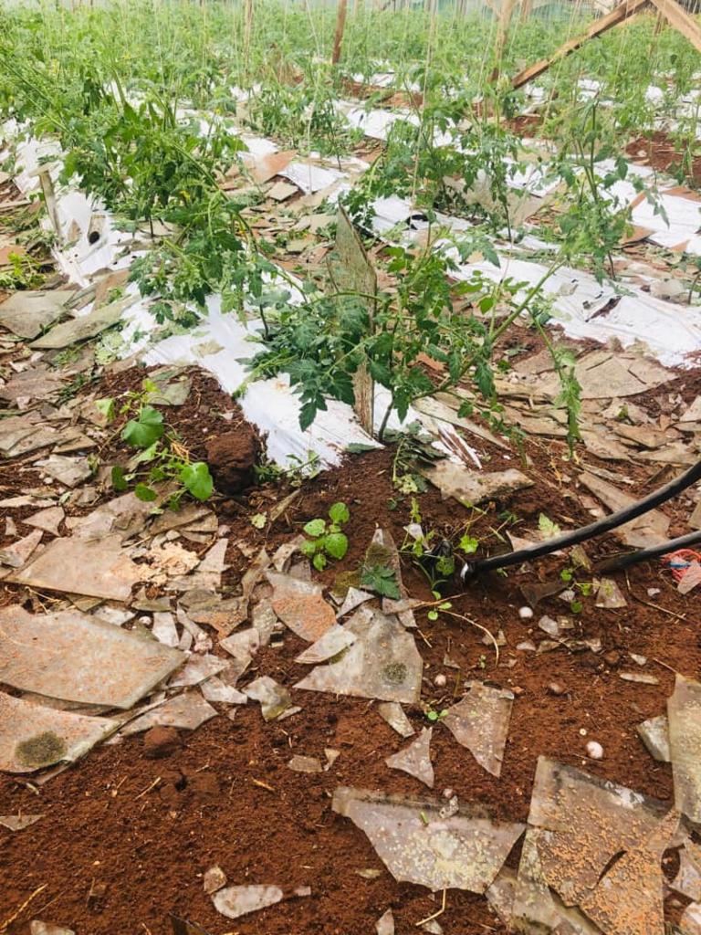 Destroyed glasshouses at Elaine Xuan’s farm at Buckland Park and Waterloo Corner . Picture: Elaine Xuan