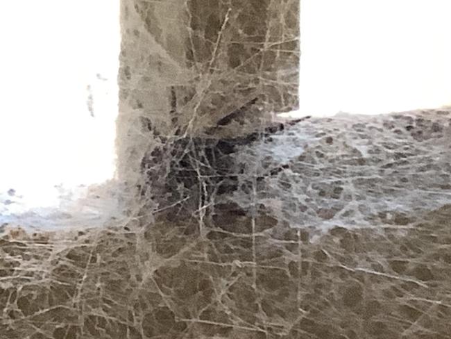 A Geelong man says this spider has made a home in one of his windows for the past nine years. Picture: Facebook