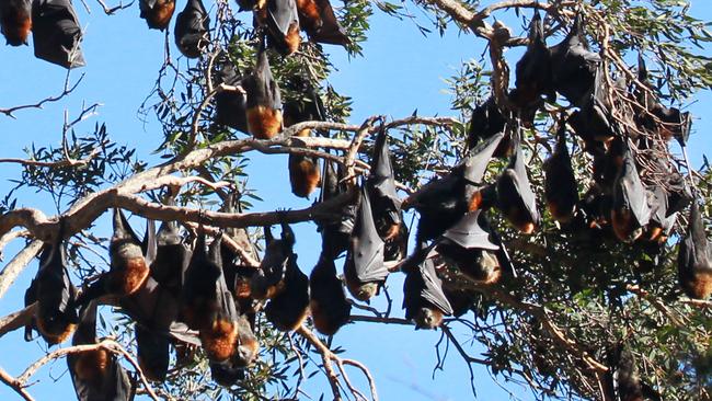 Central Coast Council has passed its Flying Fox Management Strategy. Picture: Mark Scott