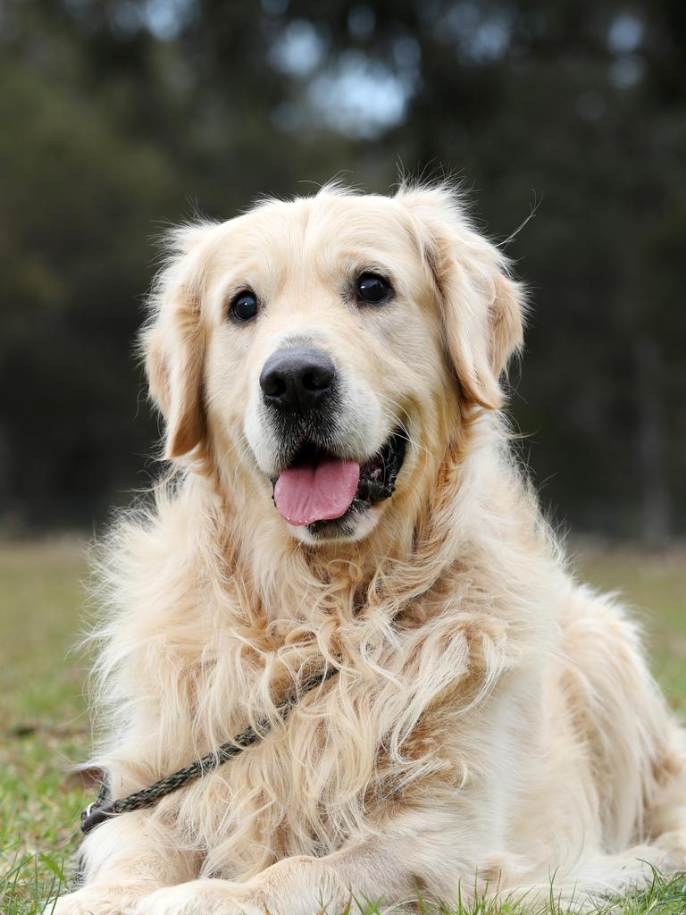 Three-year-old Golden Retriever Max is from Golden Retriever Rescue in Bargo, NSW. She may be blind but her heart is overflowing with love — grr.org.au — Picture: Jonathan Ng