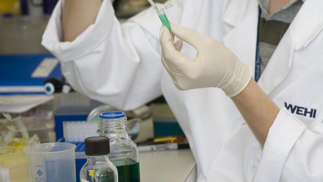 Scientist Ian Majewski in the Hilton lab at the Walter and Eliza Hall Institute.