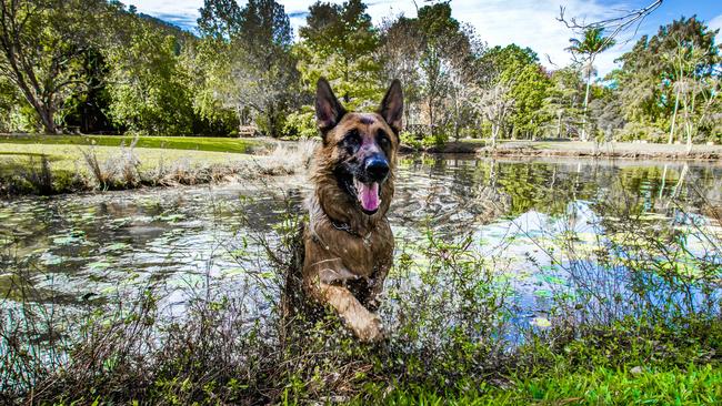 Sniffspace provides safe areas for dogs to play.