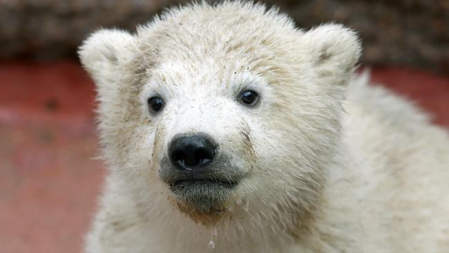 A young polar bear stands in its enclosure on March 25, 2015 in the zoo in Rostock, northern Germany. The polar bear that has still no name was born on December 3, 2014. AFP PHOTO / DPA/ BERND WÜSTNECK GERMANY OUT