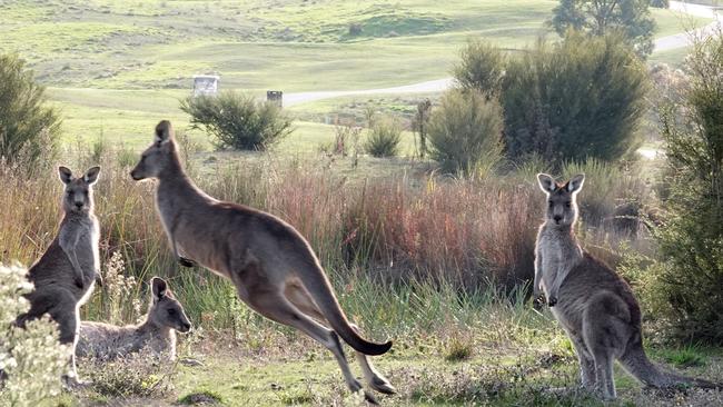 Kangaroos at Heritage Golf &amp; Country Club. Picture: Alex Coppel.