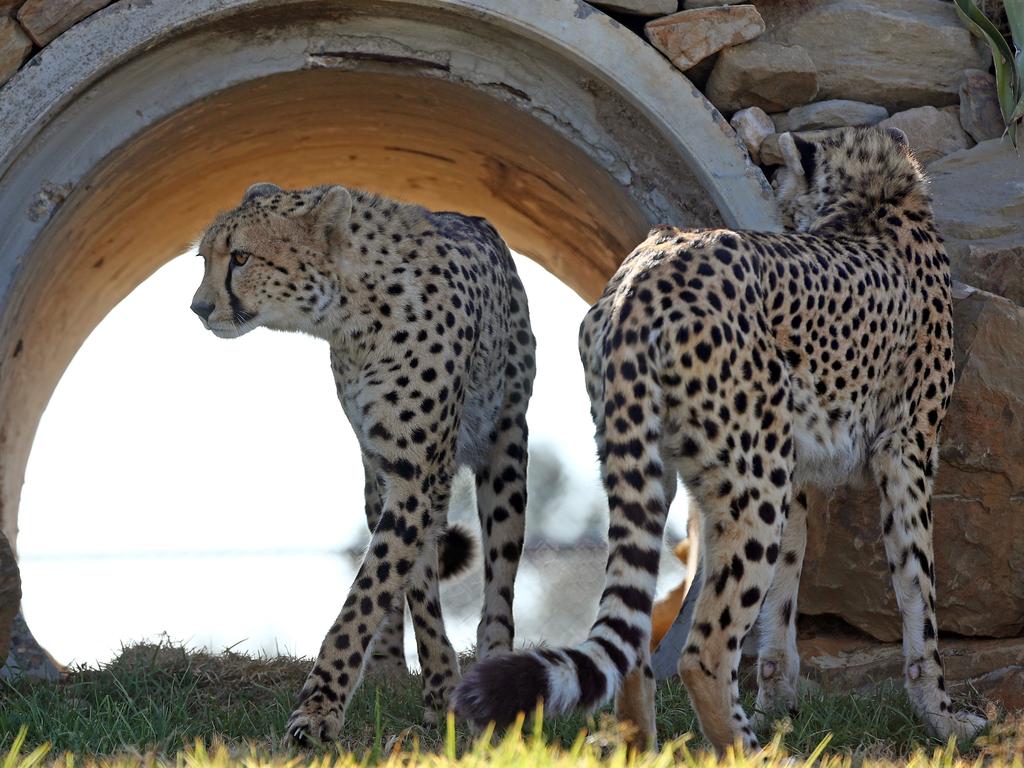 First look at the lion and cheetah enclosures inside Sydney Zoo in Bungarribee in Sydney's west, the first zoo to open in Sydney in over 100 years. Male Cheetahs Akiki and Obi get familiar with their new surrounds. Picture: Toby Zerna