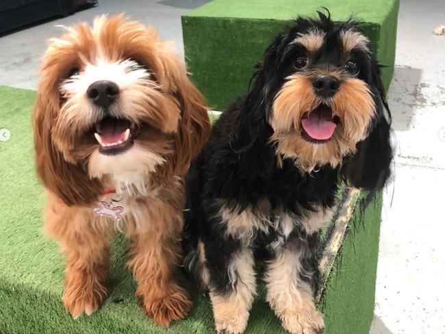 Doggy daycare fun at Bernie's Pet Barn in Bundall on the Gold Coast. Picture: instagram.com/berniespetbarn