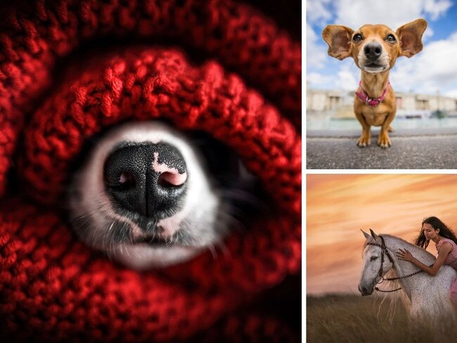 Most stunning pet photos of 2021