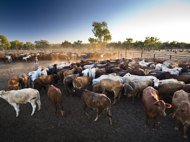 The North Australian Pastoral Company launched its range of carbon neutral beef in 2019, the first beef company in the country to do so.