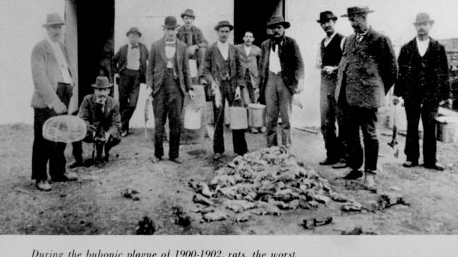 Destroyed rats during the bubonic plague in Brisbane (1900-1902)