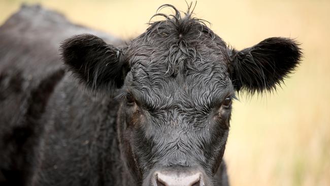 Are beef cattle already green enough? Picture: Alison Wynd