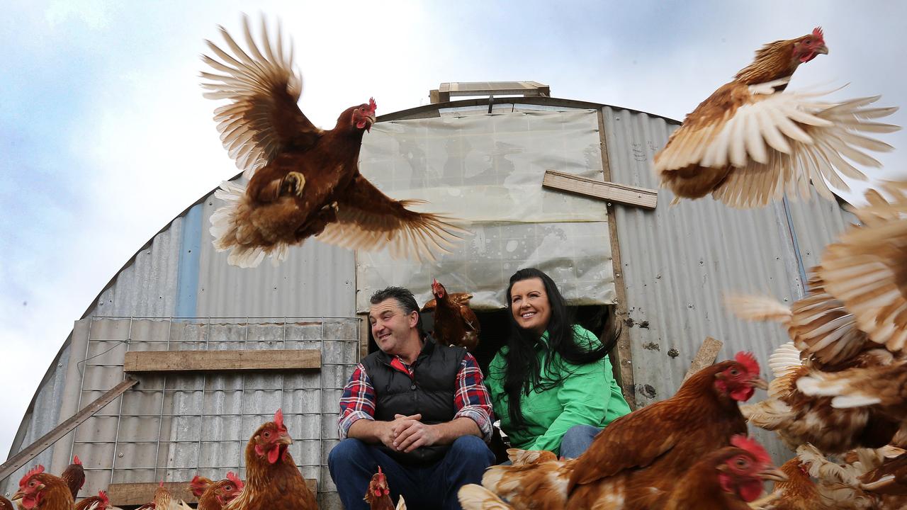 Published page 3, 25/03/17, TasWeekend. Mount Roland Free Range owners Phillip and Angela Glover amongst their free range chickens at Roland. Picture Chris Kidd