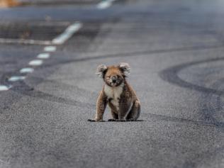 This is what you can do to save koalas. Source: Supplied