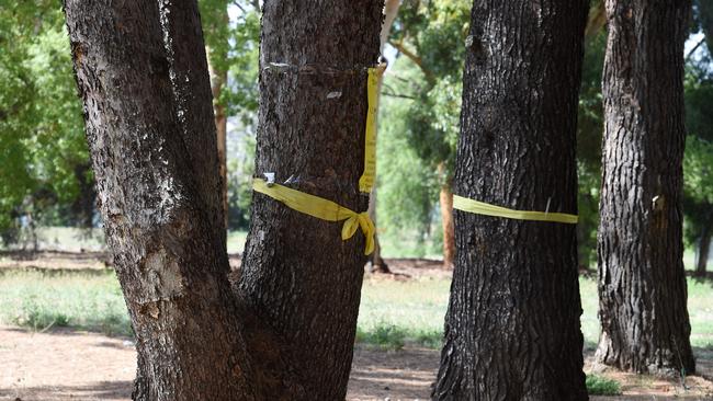 Yellow ribbons have been place around the trees earmarked for removal. Picture: Roger Wyman