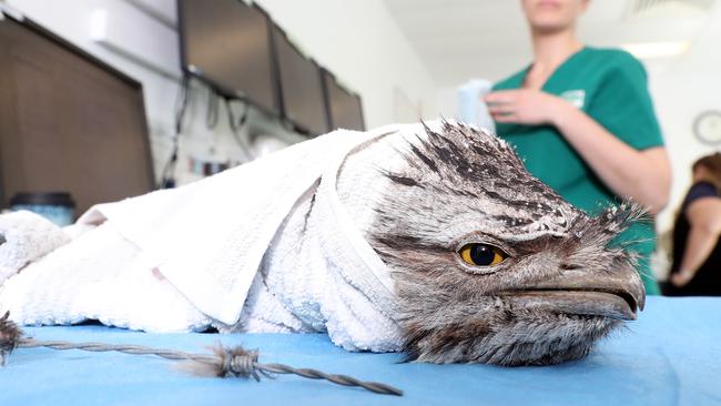 The Currumbin Wildlife Hospital is seeing a whopping 51 animals a day. Photo by Richard Gosling