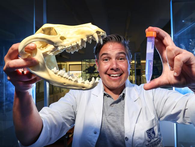 Professor Andrew Pask is launching a project to bring the Tassie Tiger back to life. Involves the surrogate uterus of another animal. Professor Pask holds a skull of a Tasmanian tiger and a test tube containing DNA.                      Picture: David Caird