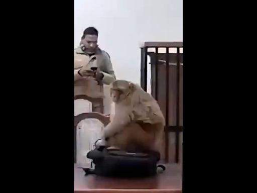 Monkey makes unexpected entrance into courtroom