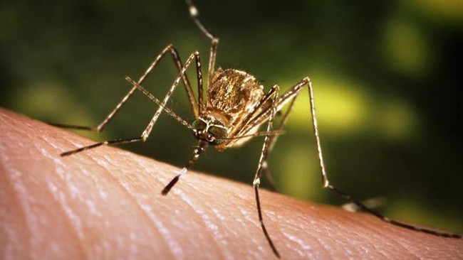 One person died in Queensland in 2022 when five cases of Japanese encephalitis were detected. Picture: Supplied