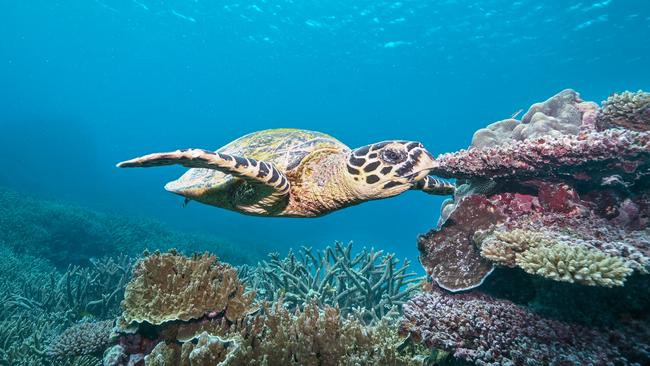 Turtle on the Great Barrier Reef