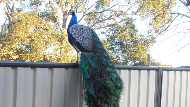 Male peacock in Coachwood Drive, Ourimbah taken by resident Trevor Carrol.