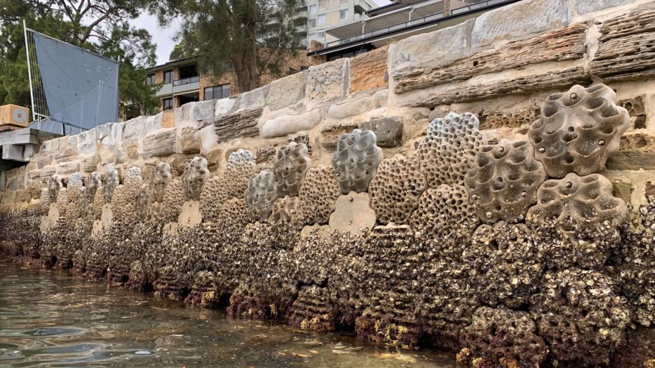 Sawmillers Reserve Living Seawall after two years, showing oyster growth. Picture: Maria Vozzo