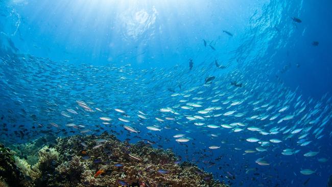 Photos of the Great Barrier Reef taken Monday 9th January by Passions of Paradise. Photo: Sota Yamaguchi