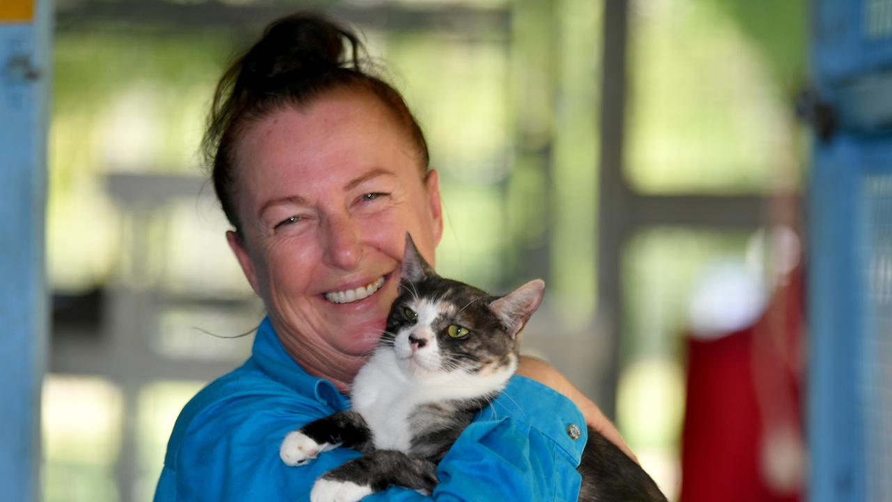 animal-care-and-adoption-centre-offers-50-kitties-during-national-pet